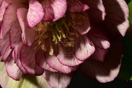 Foto de Primer plano de hermosa flor brillante sobre fondo negro - Imagen libre de derechos