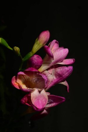 Téléchargez les photos : Belles fleurs freesia isolées sur fond noir - en image libre de droit