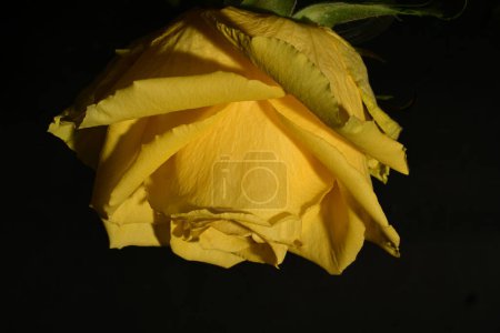 Photo for Close up of beautiful bright rose flower - Royalty Free Image