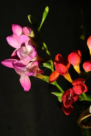 Téléchargez les photos : Beau bouquet de printemps lumineux, gros plan - en image libre de droit