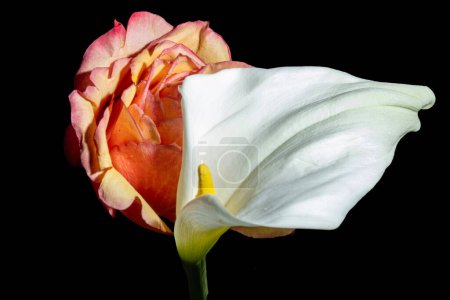 Photo for Close up of a beautiful flower - Royalty Free Image