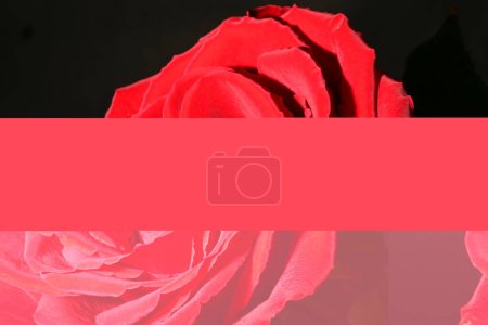 Photo for Red rose on black. - Royalty Free Image