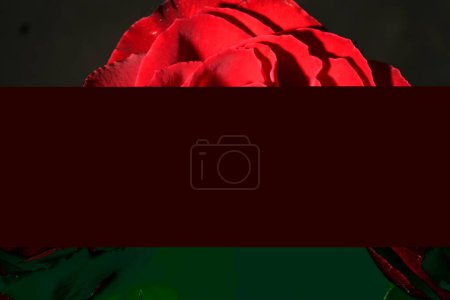 Photo for A closeup of a rose flower with a red background - Royalty Free Image
