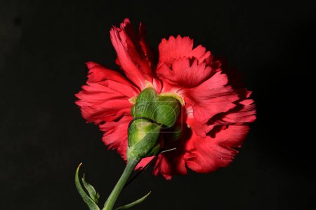 Téléchargez les photos : Belle fleur d'oeillet sur fond noir - en image libre de droit