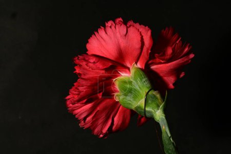 Téléchargez les photos : Belle fleur d'oeillet sur fond noir - en image libre de droit