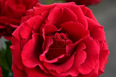 Téléchargez les photos : Close up of beautiful bright rose flower - en image libre de droit