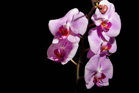 Foto de Hermosas flores de orquídea en la oscuridad - Imagen libre de derechos