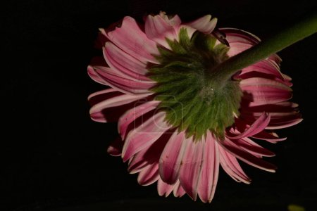 Téléchargez les photos : Gros plan de belles fleurs de gerbera, fond sombre - en image libre de droit