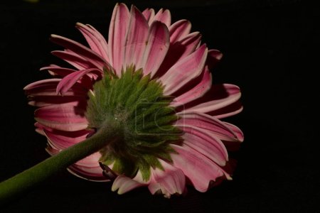 Foto de Primer plano de hermosas flores de gerberas, fondo oscuro - Imagen libre de derechos