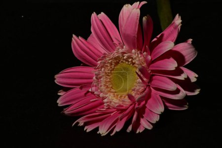 Photo for Close up of beautiful gerbera flowers, dark background - Royalty Free Image