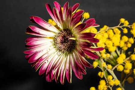 Photo for Close up of beautiful flowers bouquet on dark background - Royalty Free Image
