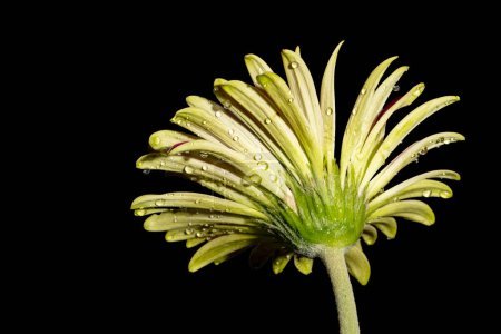 Téléchargez les photos : Gros plan de belles fleurs de gerbera, fond sombre - en image libre de droit