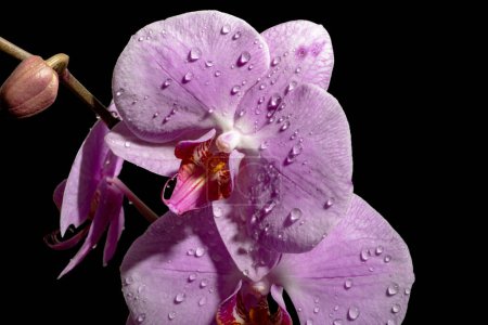 Téléchargez les photos : Belles fleurs d'orchidée dans l'obscurité - en image libre de droit