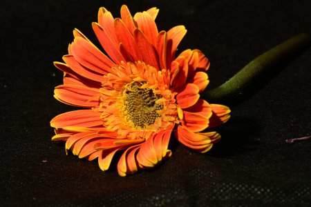 Foto de Hermosa flor de gerberas sobre fondo negro - Imagen libre de derechos
