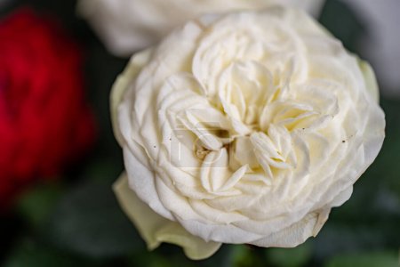 Téléchargez les photos : Roses blanches avec pétales rouges - en image libre de droit