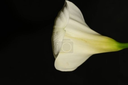 Téléchargez les photos : Belle fleur de lys calla sur fond noir - en image libre de droit