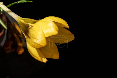 Foto de Azafrán amarillo en la oscuridad - Imagen libre de derechos