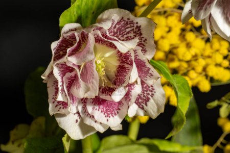 Foto de Primer plano de hermoso ramo de flores sobre fondo oscuro - Imagen libre de derechos