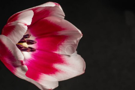 Foto de Primer plano de una flor de tulipán sobre un fondo negro - Imagen libre de derechos