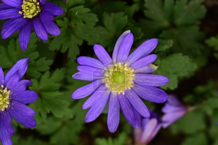 Foto de Hermosas flores púrpuras creciendo en un jardín, primer plano. - Imagen libre de derechos