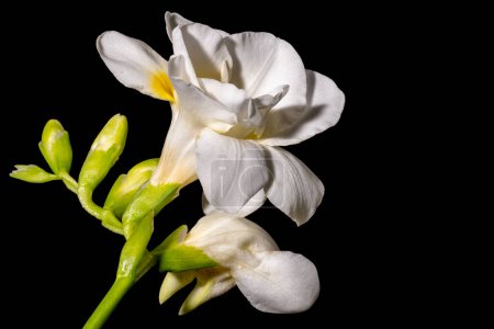Foto de Primer plano de hermosas flores sobre fondo oscuro - Imagen libre de derechos
