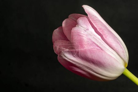 Téléchargez les photos : Fleur de tulipe, vue rapprochée sur fond noir - en image libre de droit