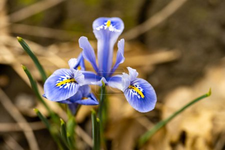 Foto de Hermosas flores de iris creciendo en el jardín - Imagen libre de derechos