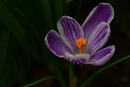 Photo for Beautiful crocus flowers, close up view - Royalty Free Image