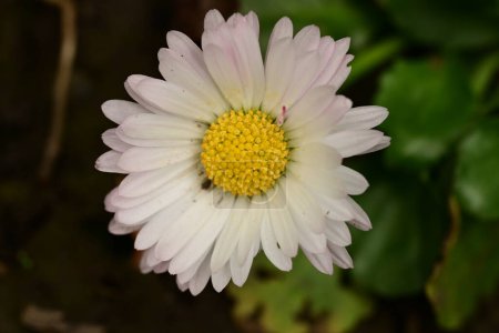 Téléchargez les photos : Beautiful bright  daisy flower in garden - en image libre de droit