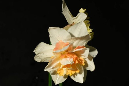 Photo for Beautiful daffodil  flowers on black background - Royalty Free Image