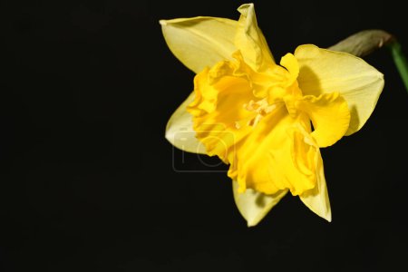 Photo for Beautiful daffodil  flower on black background - Royalty Free Image