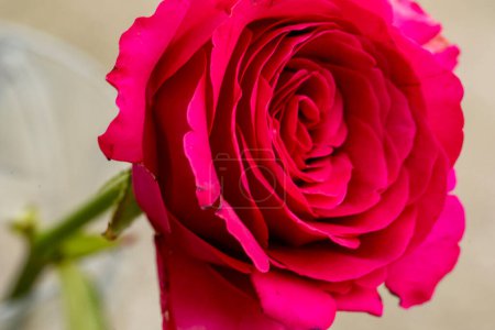 Foto de Hermosa flor de rosa brillante de cerca - Imagen libre de derechos