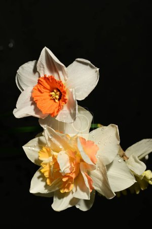 Foto de Hermosas flores de narciso sobre fondo negro - Imagen libre de derechos