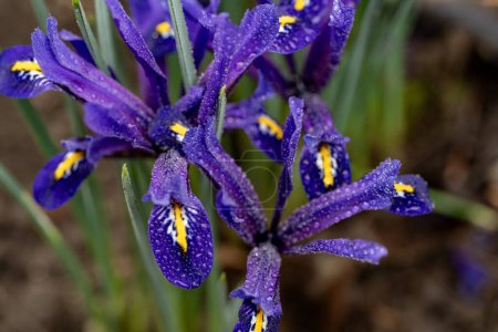 Foto de Hermosas flores de iris creciendo en el jardín - Imagen libre de derechos