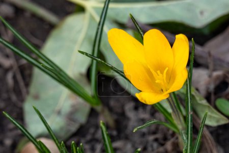 Foto de Flor de cocodrilo amarillo en el jardín - Imagen libre de derechos