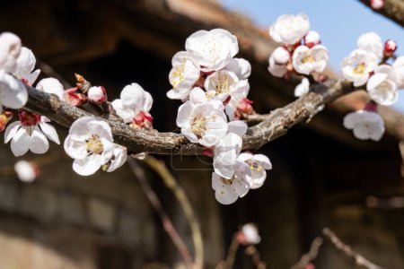 Photo for Beautiful cherry  blossom on tree in the garden - Royalty Free Image