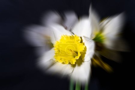 Téléchargez les photos : Gros plan de belles jonquilles bouquet de fleurs sur fond sombre - en image libre de droit