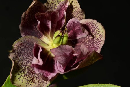 Foto de Primer plano de hermosa flor sobre fondo negro - Imagen libre de derechos