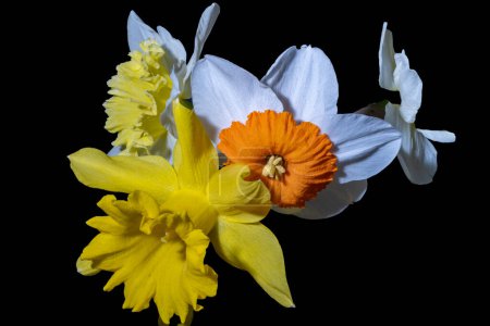Foto de Primer plano de hermoso ramo de flores de narcisos sobre fondo oscuro - Imagen libre de derechos