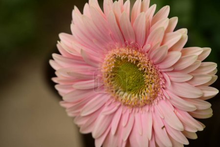 Foto de Primer plano de hermosa flor de gerberas brillantes - Imagen libre de derechos