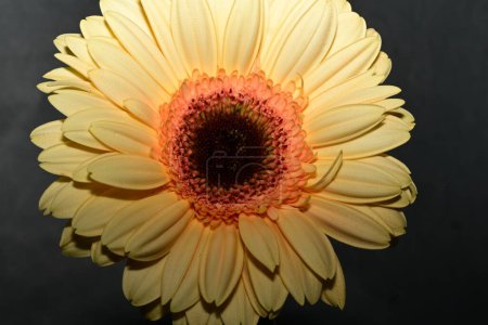Téléchargez les photos : Gros plan de belle fleur de gerbera lumineuse - en image libre de droit