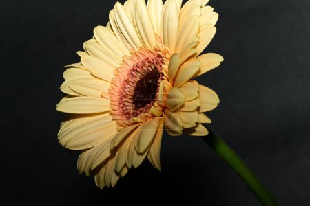 Téléchargez les photos : Gros plan de belle fleur de gerbera lumineuse - en image libre de droit