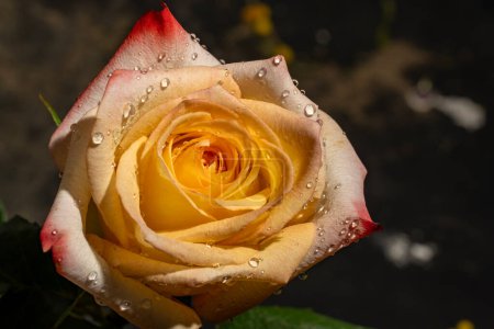 Téléchargez les photos : Belle fleur rose sur fond noir - en image libre de droit
