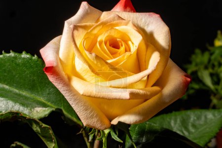 Foto de Hermosa flor de rosa sobre fondo negro - Imagen libre de derechos