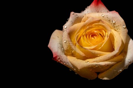 Photo for Beautiful rose flower on black background - Royalty Free Image