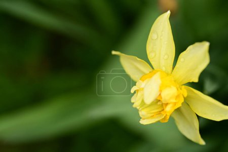 Foto de Hermosa flor de narciso de primavera de cerca - Imagen libre de derechos