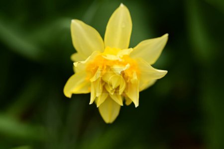 Photo for Beautiful spring daffodil flower close up - Royalty Free Image