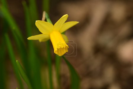 Téléchargez les photos : Belle fleur de jonquille de printemps gros plan - en image libre de droit