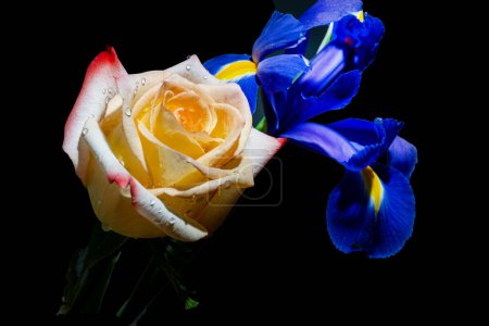 Téléchargez les photos : Beau bouquet de fleurs de rose tendre et d'iris sur fond noir - en image libre de droit