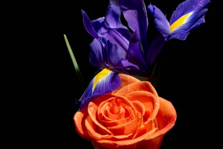 Foto de Hermoso ramo de rosa naranja brillante y flores de iris sobre fondo negro - Imagen libre de derechos